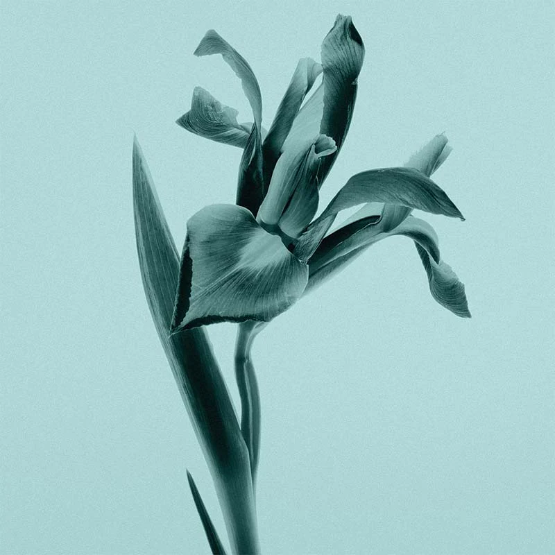 Tiffany Sheer - Image 13
